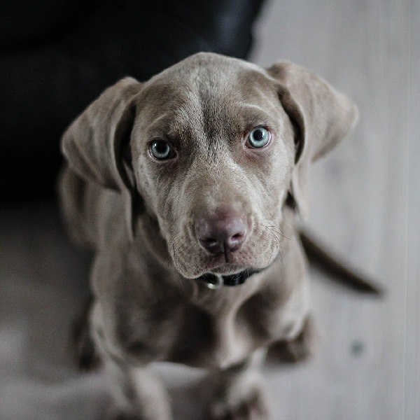 A gray dog with blue eyes sits on a wooden floor and looks attentively into the camera., © Hotel Gloria GmbH Restaurant Möhringer Hexle A gray dog with blue eyes sits on a wooden floor and looks attentively into the camera., © Hotel Gloria GmbH Restaurant Möhringer Hexle