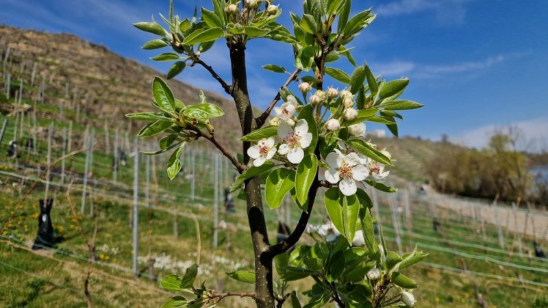 Apfel_Vitiforst_c SoLawi Weinfrequenz, © SoLawi Weinfrequenz