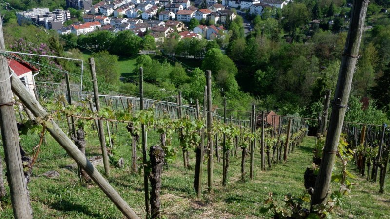 Rohracker vineyard, © Steilwerk Rohracker Rohracker vineyard, © Steilwerk Rohracker