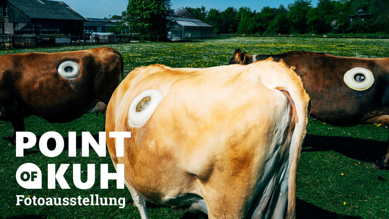 K&uuml;he mit ungew&ouml;hnlichen &Ouml;ffnungen auf einer gr&uuml;nen Wiese, umgeben von Geb&auml;uden und B&auml;umen. Text: 'Point of Kuh Fotoausstellung'., &copy; Nikita Teryoshin