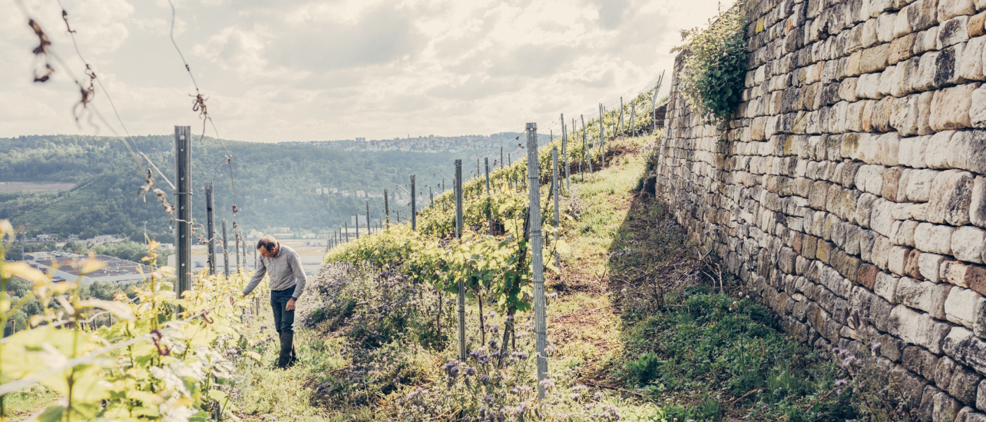 Weinmanufaktur Stuttgart eG, &copy; Weinmanufaktur Stuttgart eG