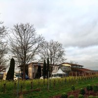 Weingut Häußer Hof mit kahlen Bäumen und Gebäuden im Hintergrund. Im Vordergrund sind Weinreben und ein grünes Feld zu sehen., © Weingut Häußer
