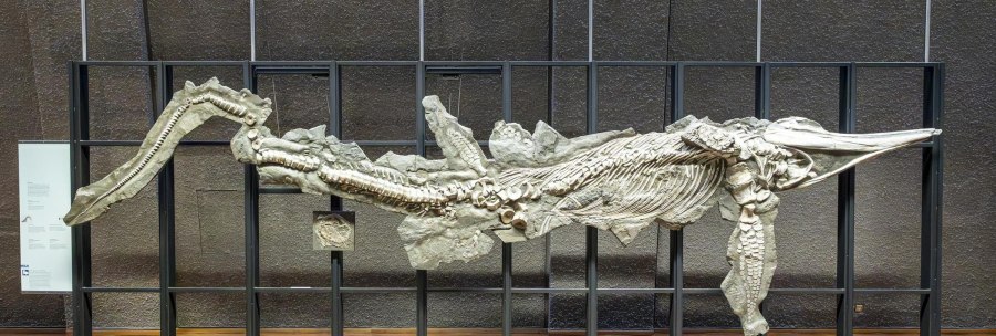 A large fossil of a marine animal is on display in a metal frame in the Museum am Löwentor., © Stuttgart-Marketing GmbH, Sarah Schmid