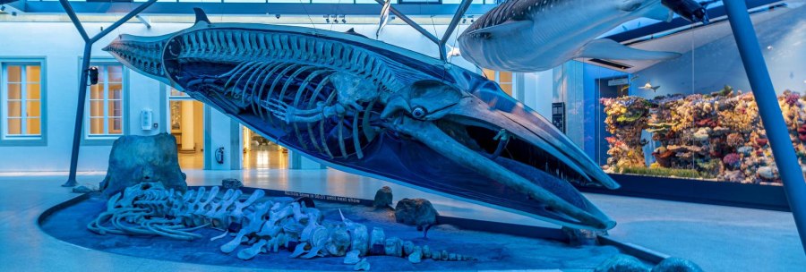 A large whale skeleton in a blue, illuminated exhibition at Rosenstein Castle Natural History Museum., &copy; Stuttgart Marketing GmbH, Sarah Schmid