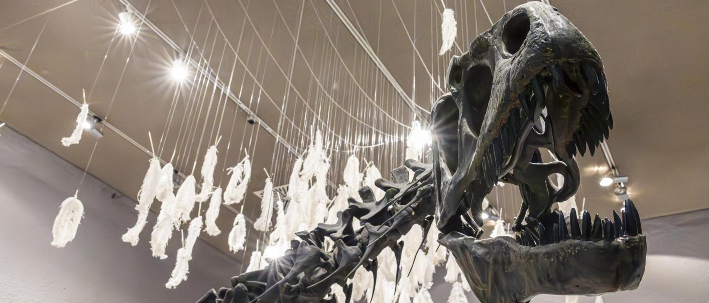 A dinosaur skeleton in the Museum am Löwentor, surrounded by hanging white feathers and illuminated by ceiling spotlights., © Stuttgart-Marketing GmbH, Sarah Schmid