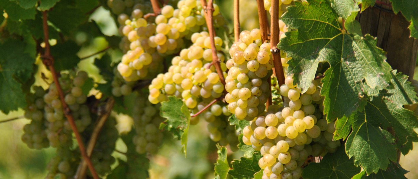 Weiße Trauben hängen an einem Weinstock, umgeben von grünen Blättern, in der Sonne leuchtend., © SMG