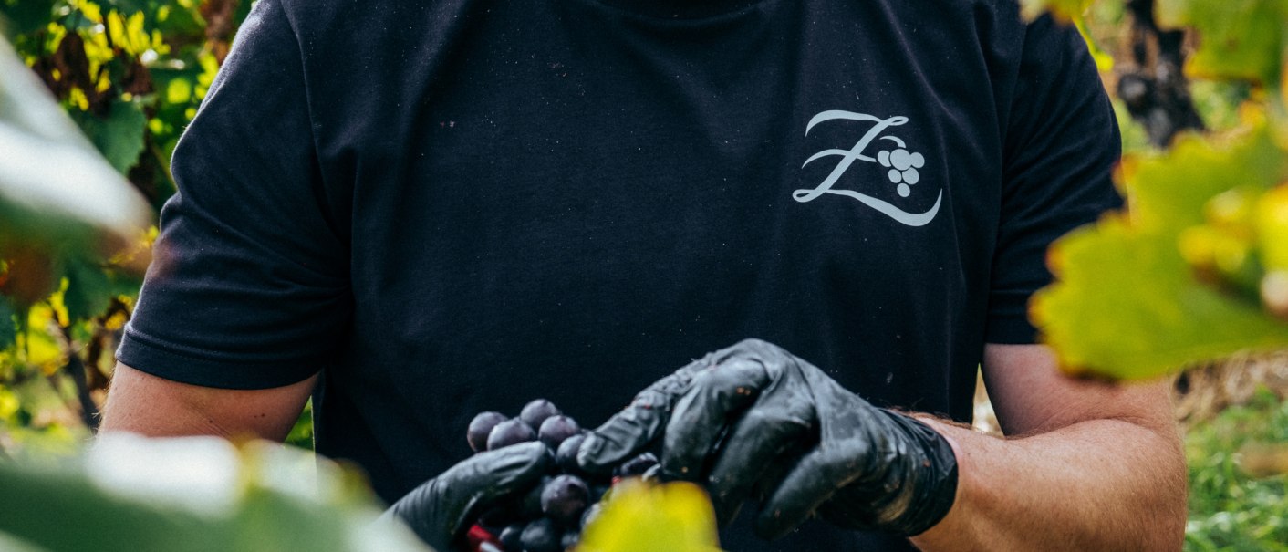Person with black T-shirt and logo "Z" harvests grapes in the vineyard, wearing black gloves., © Weingut Zaiß Person with black T-shirt and logo "Z" harvests grapes in the vineyard, wearing black gloves., © Weingut Zaiß