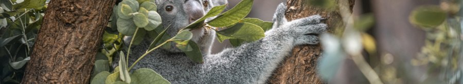 A koala sits in a tree and eats eucalyptus leaves. The background is blurred, with lots of green leaves., © Stuttgart-Marketing GmbH, Sarah Schmid
