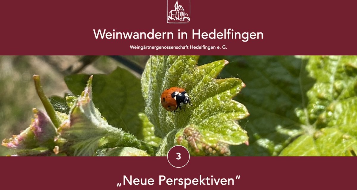 Ladybug on vine leaf, surrounded by vines. Text: 'Weinwandern in Hedelfingen', 'Neue Perspektiven', Weingärtnergenossenschaft Hedelfingen., © Lukas Alperowitz Ladybug on vine leaf, surrounded by vines. Text: 'Weinwandern in Hedelfingen', 'Neue Perspektiven', Weingärtnergenossenschaft Hedelfingen., © Lukas Alperowitz