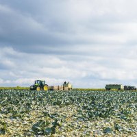 Two tractors are working in a large cabbage field under a cloudy sky in Filderstadt-Bonlanden., &copy; SMG Stuttgart Marketing GmbH - Sarah Schmid