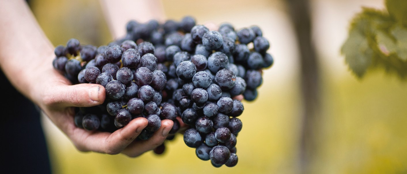 Hands are holding freshly harvested, dark purple grapes with droplets of water. The background is out of focus and greenish., &copy; &copy; Weingut Schwarz