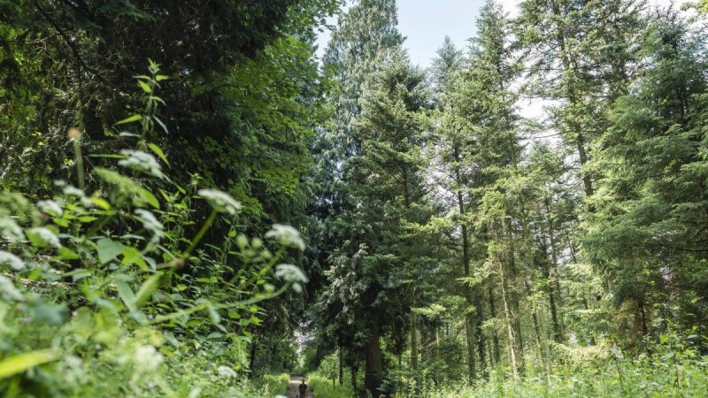 Schotterweg imWald, © TMBW Schotterweg imWald, © TMBW