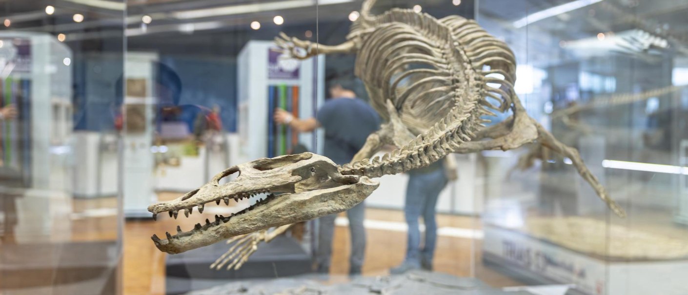 Ein Skelett eines pr&auml;historischen Tieres ist in einer Glasvitrine im Museum am L&ouml;wentor ausgestellt. Besucher betrachten die Ausstellung., &copy; Stuttgart Marketing GmbH, Sarah Schmid