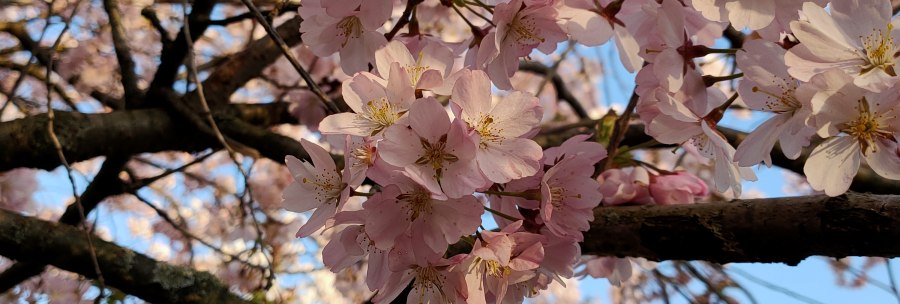 Close-up of pink cherry blossoms on a tree, blooming against a clear blue sky., © SMG Close-up of pink cherry blossoms on a tree, blooming against a clear blue sky., © SMG