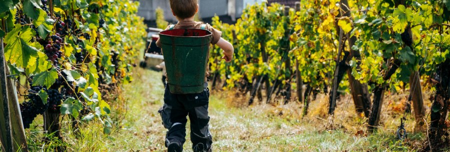 Ein Kind mit einem Eimer auf dem Rücken geht durch einen Weinberg. Die Reben sind voller reifer Trauben, die Blätter sind grün und gelb., © Weingut Zaiß Ein Kind mit einem Eimer auf dem Rücken geht durch einen Weinberg. Die Reben sind voller reifer Trauben, die Blätter sind grün und gelb., © Weingut Zaiß
