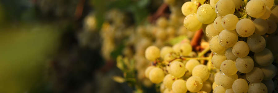 Close-up of yellow grapes with water droplets glistening in the sunlight. The grapes are hanging from a vine., © Weinbau Glock und Sohn GbR