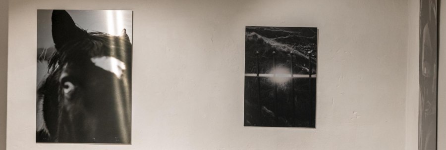 Gallery with black and white photographs on the wall, including a portrait of a horse. Concrete benches stand on the floor., © SMG Stuttgart Marketing GmbH - Sarah Schmid