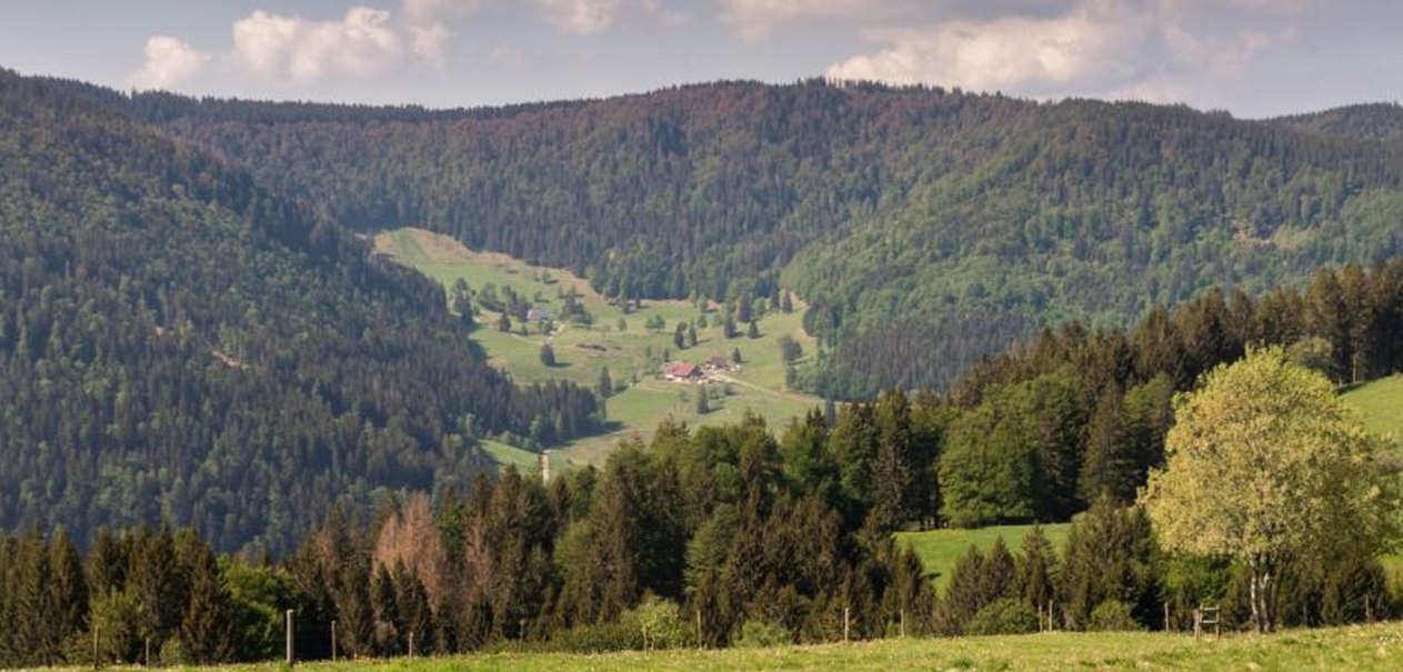 Panorama des S&uuml;dschwarzwalds mit dichten W&auml;ldern und gr&uuml;nen Wiesen. Ein paar Geb&auml;ude sind in der Ferne sichtbar., &copy; Hofmann