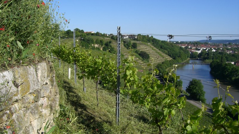 Weinberg mit Reben und blühenden Pflanzen am Rand. Im Hintergrund fließt ein Fluss durch eine grüne Landschaft unter blauem Himmel., © Weingut Warth Weinberg mit Reben und blühenden Pflanzen am Rand. Im Hintergrund fließt ein Fluss durch eine grüne Landschaft unter blauem Himmel., © Weingut Warth