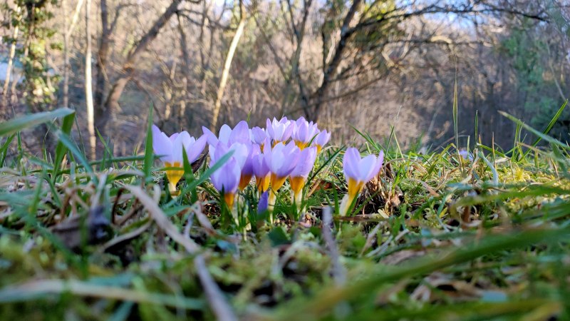 Lila Krokusse bl&uuml;hen im Gras, umgeben von kahlen B&auml;umen im Hintergrund. Die Sonne scheint durch die &Auml;ste., &copy; SMG