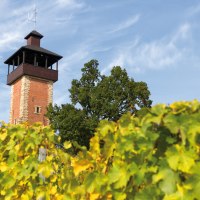 Der Aussichtsturm Burgholzhof in Stuttgart ragt hinter grünen Weinreben und Bäumen in den blauen Himmel., © SMG, Achim Mende
