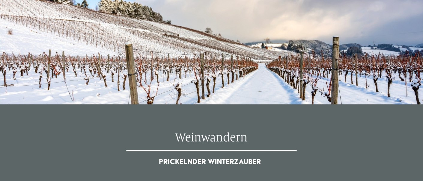 Snow-covered vineyards stretch into the distance, with bare vines poking out of the snow. An idyllic winter scene for wine walks., © Weinmanufaktur Stuttgart eG Snow-covered vineyards stretch into the distance, with bare vines poking out of the snow. An idyllic winter scene for wine walks., © Weinmanufaktur Stuttgart eG