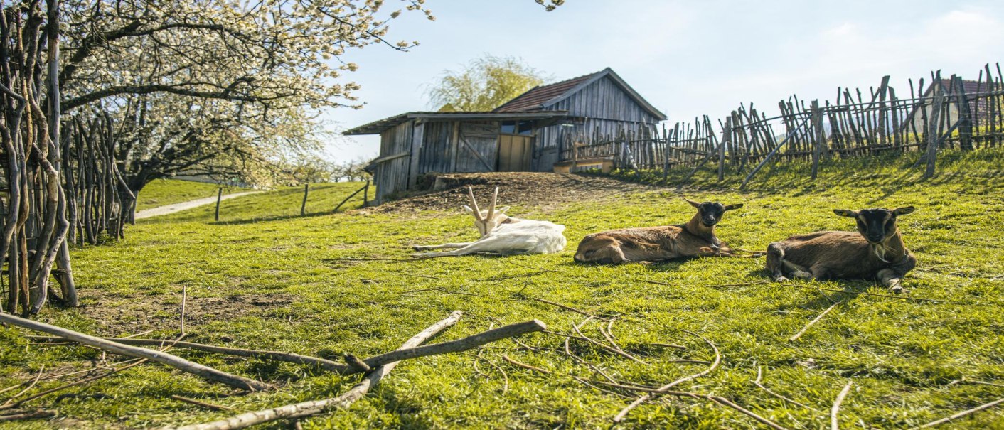 Goats lie on a green meadow in the Beuren open-air museum. A wooden fence and a hut can be seen in the background., © SMG Stuttgart Marketing GmbH - Sarah Schmid