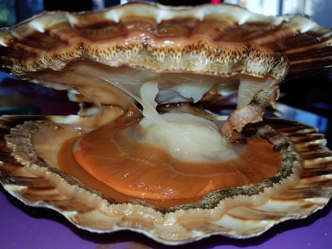 Opened scallop with visible meat in close-up, ideal for a cooking course on fish and seafood., &copy; Kultweine-Kochwelten-Kunst&uuml;cke - Kochschule Sonja Lenz