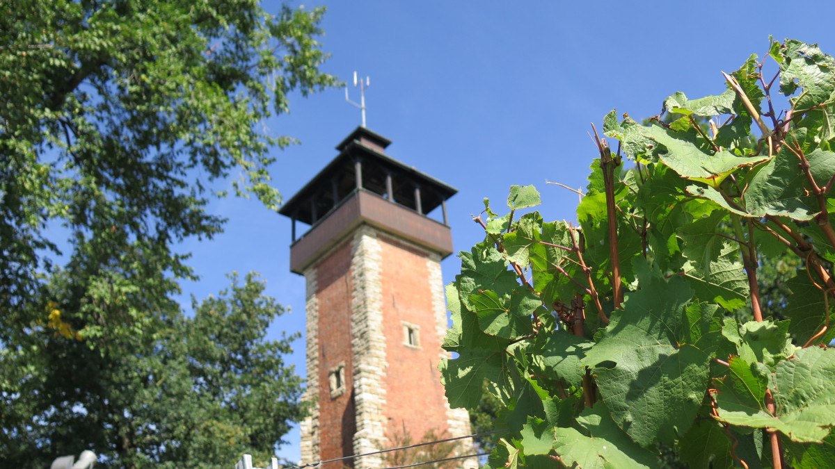 The Burgholzhof tower rises into the blue sky behind green vines and trees., © Stuttgart-Marketing GmbH