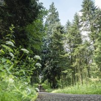 Schotterweg imWald, © TMBW Schotterweg imWald, © TMBW