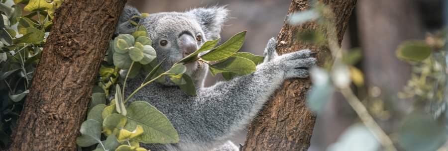 A koala sits in a tree and eats eucalyptus leaves. The background is blurred, with lots of green leaves., © Stuttgart-Marketing GmbH, Sarah Schmid