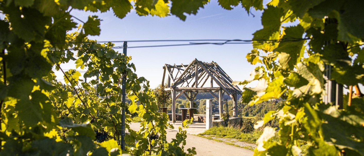 A wooden pergola stands on a sunny vineyard path, framed by green grapevines. The sky is clear and blue., &copy; SMG Stuttgart Marketing GmbH - Sarah Schmid