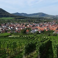 Vineyards in Beuren, © Kurverwaltung / Panorama Therme Beuren