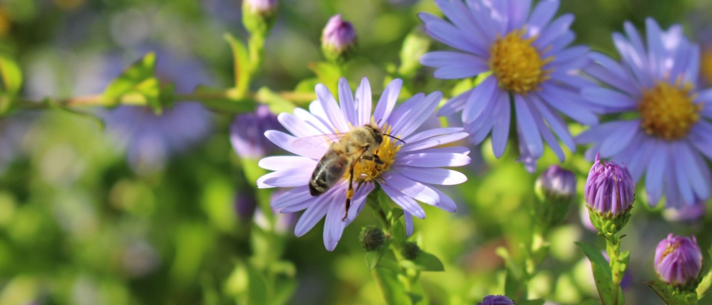 A bee sits on a purple flower, surrounded by other flowers and buds in the green background., © M. Badtke