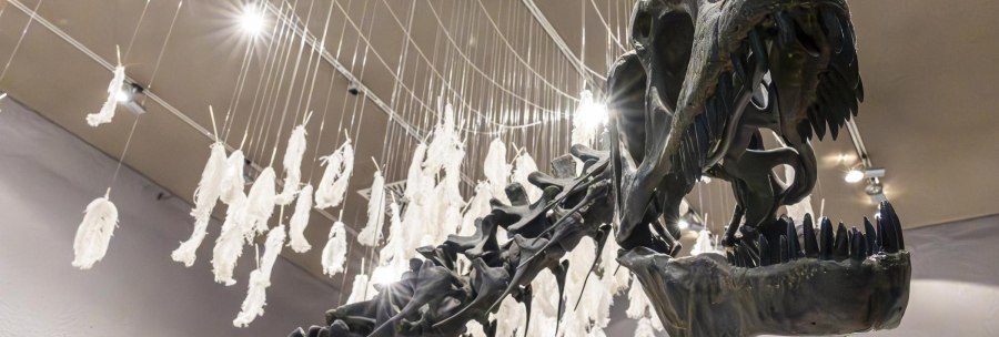 A dinosaur skeleton in the Museum am Löwentor, surrounded by hanging white feathers and illuminated by ceiling spotlights., © Stuttgart-Marketing GmbH, Sarah Schmid