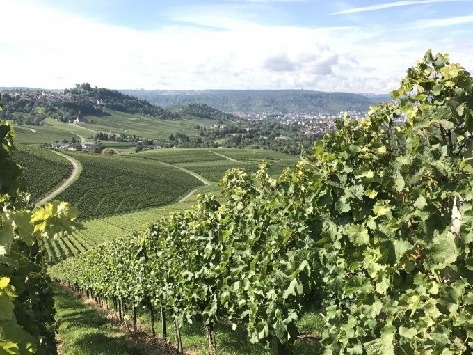 Weinberge erstrecken sich &uuml;ber sanfte H&uuml;gel mit Blick auf Stuttgart. Der Himmel ist teils bew&ouml;lkt, die Landschaft gr&uuml;n und weitl&auml;ufig., &copy; Weingenuss Stuttgart