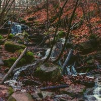 Ein kleiner Bach fließt durch einen herbstlichen Wald. Die Umgebung ist mit Laub bedeckt, und Moos wächst auf den Steinen., © SMG