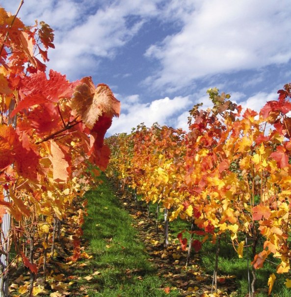 Vineyard rows in fall, © Stuttgart-Marketing GmbH