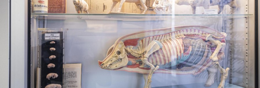 Showcase in the Stuttgart Pig Museum with pig models, anatomical illustrations and developmental stages of piglets., © Stuttgart-Marketing GmbH, Sarah Schmid
