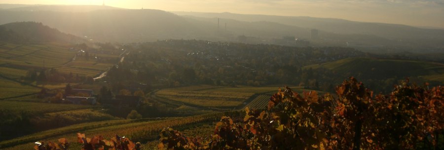 Vineyards in the foreground, glowing in the sunset. In the background, a town stretches out in the valley, surrounded by hills and fields., &copy; Weingut Warth