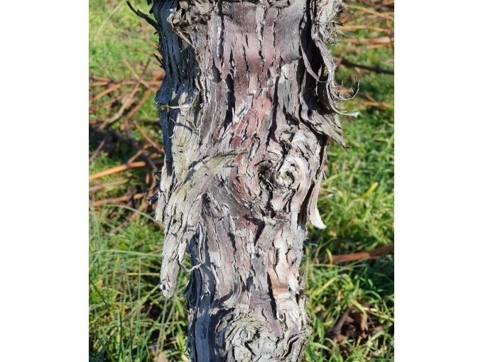 Nahaufnahme eines Baumstamms mit rauer, abblätternder Rinde, umgeben von grünem Gras., © Weingenuss Stuttgart Nahaufnahme eines Baumstamms mit rauer, abblätternder Rinde, umgeben von grünem Gras., © Weingenuss Stuttgart