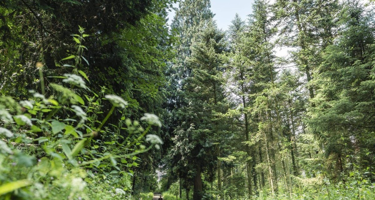 Schotterweg imWald, © TMBW Schotterweg imWald, © TMBW