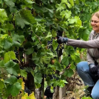 Zwei Personen knien in einem Weinberg und inspizieren die Trauben an den Reben. Sie tragen Freizeitkleidung und scheinen konzentriert zu arbeiten., &copy; Weinfrequenz