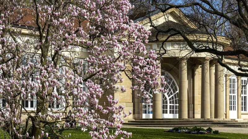 A magnolia tree in bloom stands in front of a historic building with columns in the Bad Cannstatt spa gardens., © SMG Stuttgart Marketing GmbH - Sarah Schmid