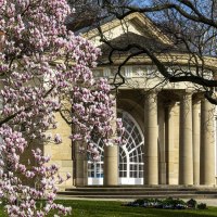 A magnolia tree in bloom stands in front of a historic building with columns in the Bad Cannstatt spa gardens., © SMG Stuttgart Marketing GmbH - Sarah Schmid A magnolia tree in bloom stands in front of a historic building with columns in the Bad Cannstatt spa gardens., © SMG Stuttgart Marketing GmbH - Sarah Schmid