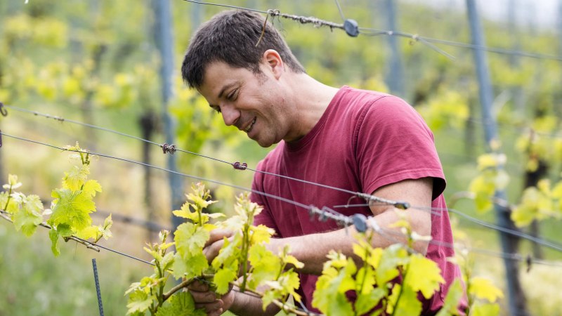 Ein Mann in einem roten T-Shirt pflegt Reben in einem grünen Weinberg., © Weingut Zaiß Ein Mann in einem roten T-Shirt pflegt Reben in einem grünen Weinberg., © Weingut Zaiß
