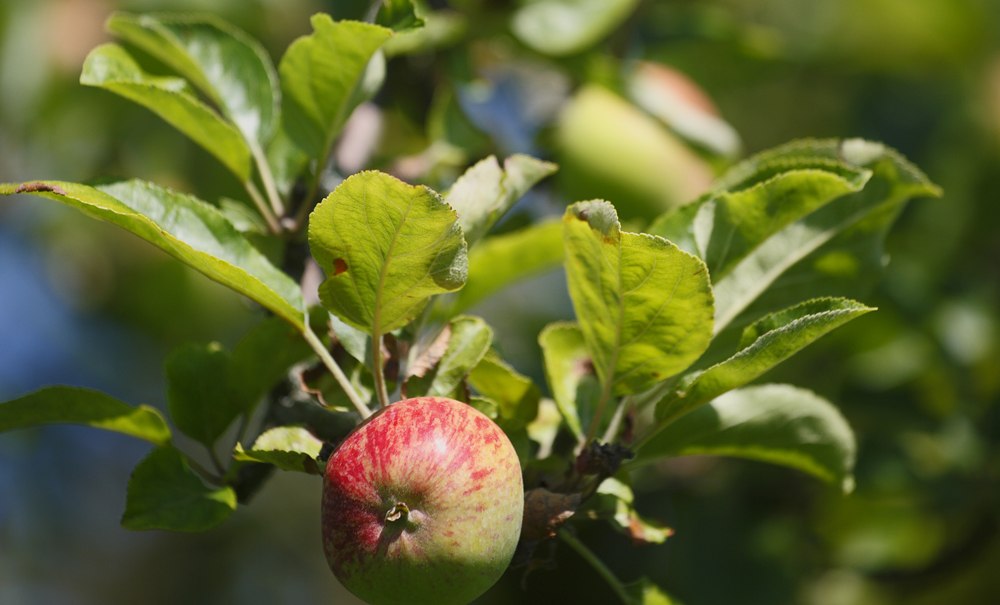 A red apple hangs from a branch with green leaves in the sunlight., © Badhotel Restaurant Stauferland A red apple hangs from a branch with green leaves in the sunlight., © Badhotel Restaurant Stauferland
