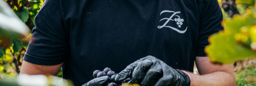 Person with black T-shirt and logo "Z" harvests grapes in the vineyard, wearing black gloves., © Weingut Zaiß