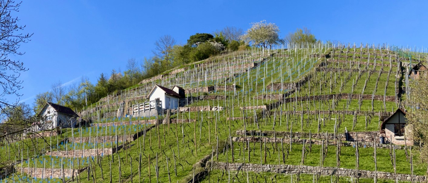 Terrassierte Weinberge im Dürrbachtal mit kleinen Hütten und blühenden Bäumen unter klarem, blauem Himmel., © Weingärtnergenossenschaft Hedelfingen