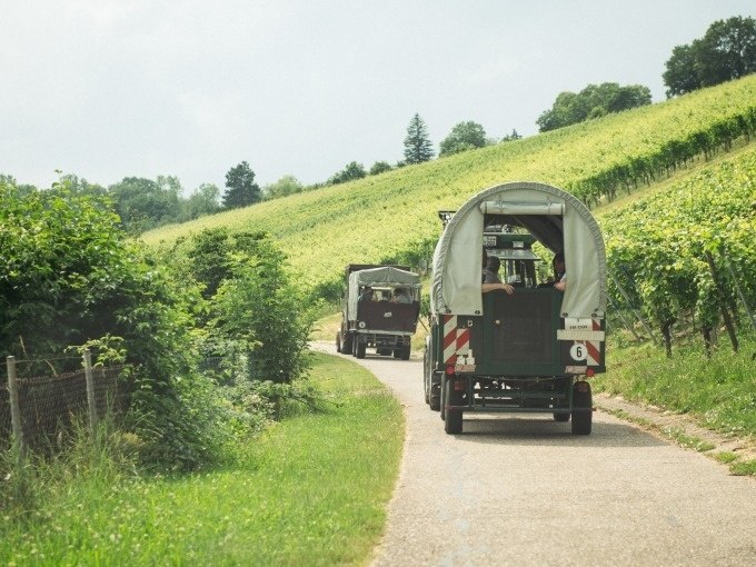 Two covered wagons drive along a narrow path through a green vineyard. The landscape is hilly and surrounded by vines., &copy; Cool-Tours StattReisen